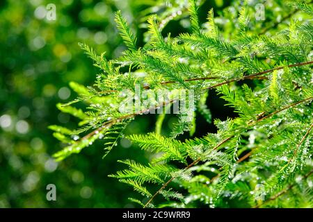 Tautropfen auf Evergreen Stockfoto