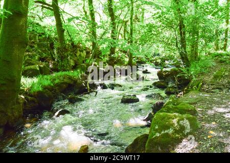 Luxulyan Valley 300720 Stockfoto