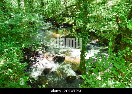 Luxulyan Valley 300720 Stockfoto