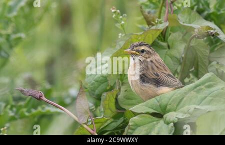 Baby Wet Sedge Warbler bei Verfluchen an einem regnerischen Tag, versuchen, Deckung unter Blättern zu finden Stockfoto