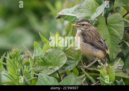 Baby Wet Sedge Warbler bei Verfluchen an einem regnerischen Tag, versuchen, Deckung unter Blättern zu finden Stockfoto