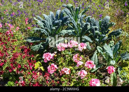 Zierkohl Brassica Palmifolia Sommergarten Border Brassica oleracea 'Nero di Toscana' Zierkohl gemischtes Nicotiana Pelargonium Blumenbett Stockfoto