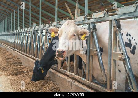 Weiße Kuh Nahaufnahme Porträt in Scheune auf Milchviehbetrieb. Stockfoto