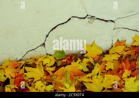 Gelbe Blätter der Ahornbäume waren in der Nähe der Stuckmauer gefallen. Stockfoto