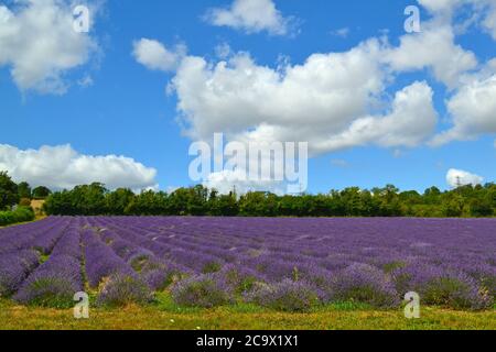 Lavendel wächst in Cowshed Field, Castle Farm, Kent, in der Nähe von Eynsford und Lullingstone. August. Die Farm ist ein beliebtes Ausflugsziel für London Stockfoto