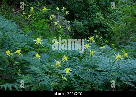 Santa Catalina Mountains Coronado NF AZ / JULI Gelbe Columbine und Bracken bevölkern eine Entwässerungskreuzung des Schmetterlingsweges in der Nähe von Crystal Spring. Stockfoto