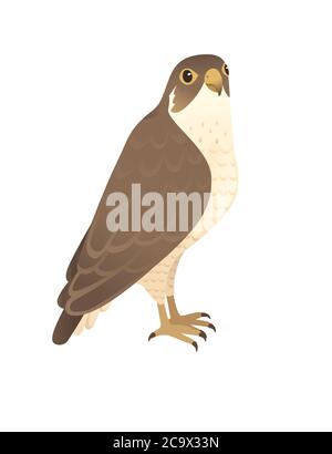 Raubvogel niedlichen Erwachsenen Falken Cartoon Tier Design Vögel Beute Charakter flache Vektor-Illustration isoliert auf weißem Hintergrund Stock Vektor