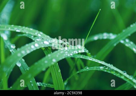 Grüne Grashalme mit Regenwasser sabbern Stockfoto