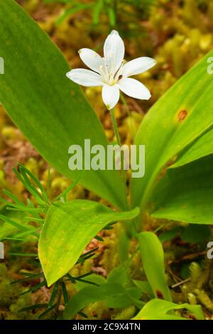 Bride's Bonnet (Clintonia uniflora) entlang des St. Joe River Trail, St. Joe Wild und Scenic River, St. Joe National Forest, St. Joe River Scenic Byway, Ida Stockfoto