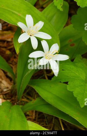 Bride's Bonnet (Clintonia uniflora) entlang des St. Joe River Trail, St. Joe Wild und Scenic River, St. Joe National Forest, St. Joe River Scenic Byway, Ida Stockfoto