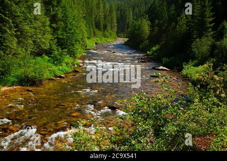 Marble Creek, St. Joe National Forest, Idaho Stockfoto