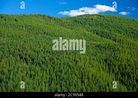 Evergreen Forest, St. Joe National Forest, Idaho Stockfoto