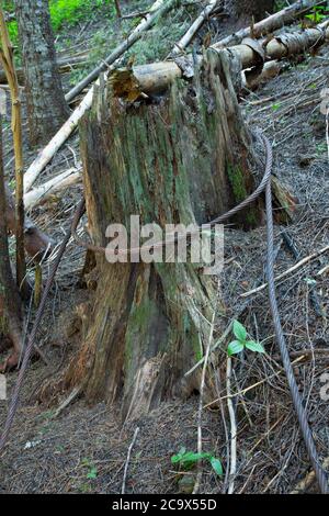 Logging-Kabel entlang Hobo Creek Historic Trail, St. Joe National Forest, Idaho Stockfoto