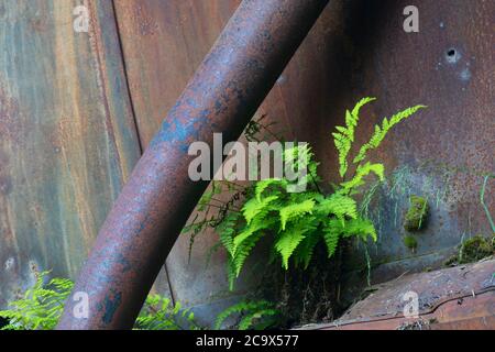 Farn auf Dampfesel entlang Hobo Creek Historic Trail, St. Joe National Forest, Idaho Stockfoto