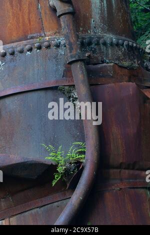 Farn auf Dampfesel entlang Hobo Creek Historic Trail, St. Joe National Forest, Idaho Stockfoto