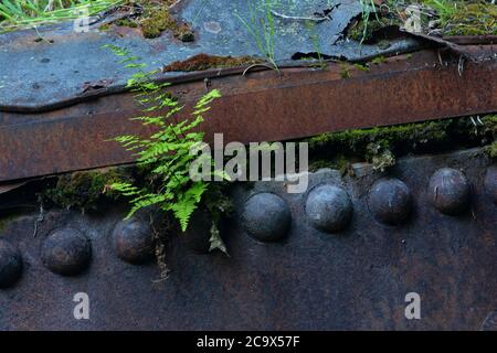 Farn auf Dampfesel entlang Hobo Creek Historic Trail, St. Joe National Forest, Idaho Stockfoto