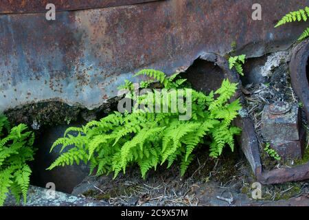 Farn auf Dampfesel entlang Hobo Creek Historic Trail, St. Joe National Forest, Idaho Stockfoto