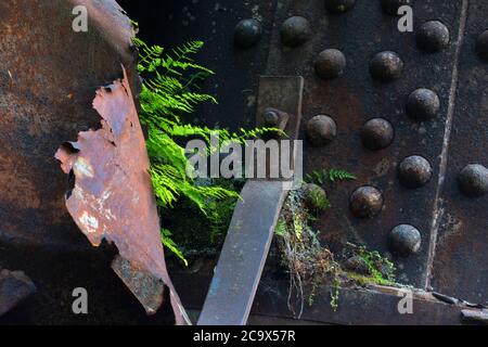 Farn auf Dampfesel entlang Hobo Creek Historic Trail, St. Joe National Forest, Idaho Stockfoto