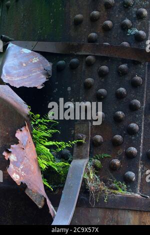 Farn auf Dampfesel entlang Hobo Creek Historic Trail, St. Joe National Forest, Idaho Stockfoto