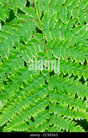 Farne am Hobo Cedar Grove Trail, St. Joe National Forest, Idaho Stockfoto