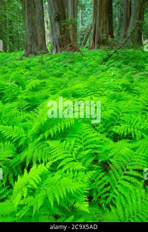 Farne am Hobo Cedar Grove Trail, St. Joe National Forest, Idaho Stockfoto