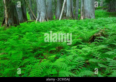 Farne am Hobo Cedar Grove Trail, St. Joe National Forest, Idaho Stockfoto