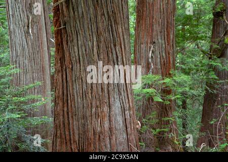 WESTERN Red Cedar entlang Hobo Cedar Grove Trail, St. Joe National Forest, Idaho Stockfoto