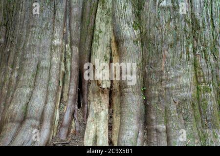 WESTERN Red Cedar entlang Hobo Cedar Grove Trail, St. Joe National Forest, Idaho Stockfoto