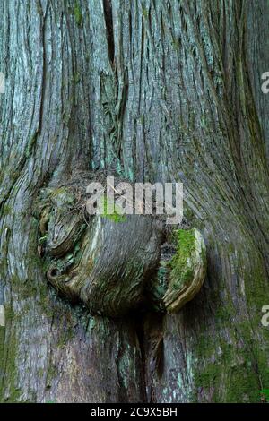 WESTERN Red Cedar entlang Hobo Cedar Grove Trail, St. Joe National Forest, Idaho Stockfoto