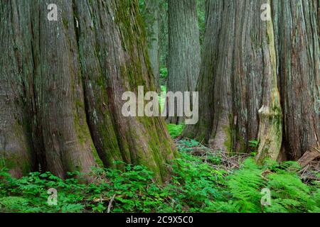 WESTERN Red Cedar entlang Hobo Cedar Grove Trail, St. Joe National Forest, Idaho Stockfoto