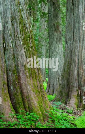 WESTERN Red Cedar entlang Hobo Cedar Grove Trail, St. Joe National Forest, Idaho Stockfoto