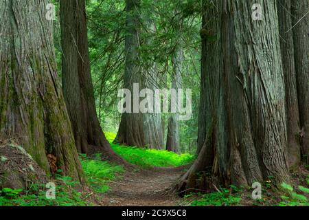 Hobo Cedar Grove Trail, St. Joe National Forest, Idaho Stockfoto