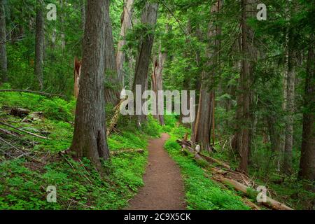 Hobo Cedar Grove Trail, St. Joe National Forest, Idaho Stockfoto