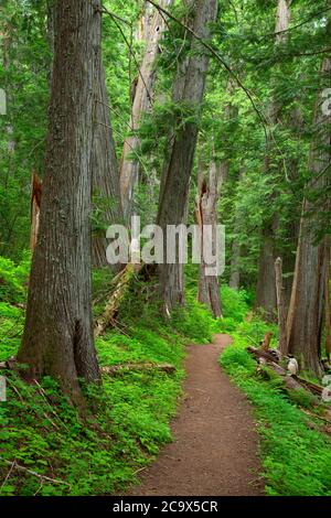 Hobo Cedar Grove Trail, St. Joe National Forest, Idaho Stockfoto