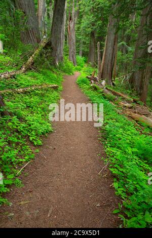 Hobo Cedar Grove Trail, St. Joe National Forest, Idaho Stockfoto