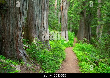 Hobo Cedar Grove Trail, St. Joe National Forest, Idaho Stockfoto