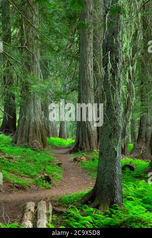 Hobo Cedar Grove Trail, St. Joe National Forest, Idaho Stockfoto