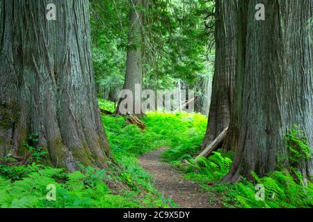 Hobo Cedar Grove Trail, St. Joe National Forest, Idaho Stockfoto