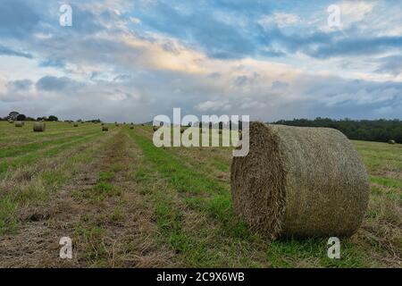 Heuballen liegen verpackt und bereit für Abholung und Lieferung auf einem Heufeld auf einem Grundstück in Yungaburra, Queesnland, Australien. Stockfoto