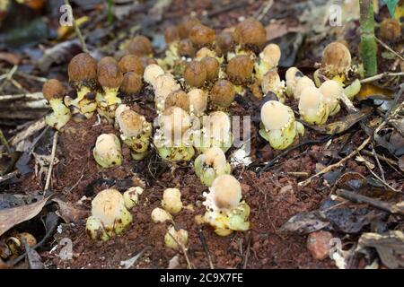 Pilzwurzel (Balanophora fungosa) - eine parasitäre Pflanze, die auf Baumwurzeln wächst. Männliche und weibliche Blüten vorhanden. August 2020. Daintree National Park. Stockfoto