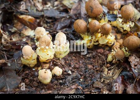 Pilzwurzel (Balanophora fungosa) - eine parasitäre Pflanze, die auf Baumwurzeln wächst. Männliche und weibliche Blüten vorhanden. August 2020. Daintree National Park. Stockfoto