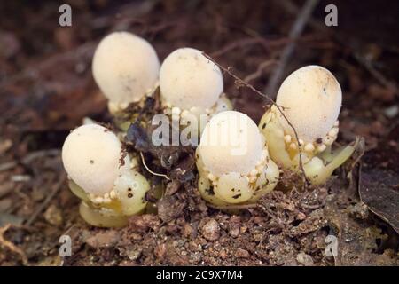 Pilzwurzel (Balanophora fungosa) - eine parasitäre Pflanze, die auf Baumwurzeln wächst. Männliche und weibliche Blüten vorhanden. August 2020. Daintree National Park. Stockfoto