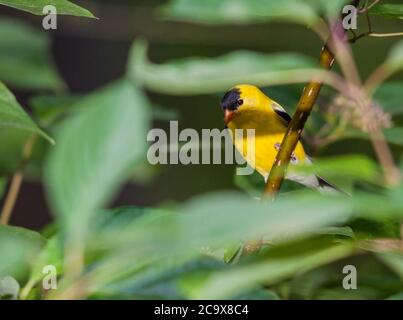 American Goldfinch, Spinus tristis, in McLeansville, NC. Stockfoto