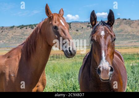 Eine Nahaufnahme von zwei braunen Pferden mit schöner Mähne im Antelope Island State Park, Utah Stockfoto