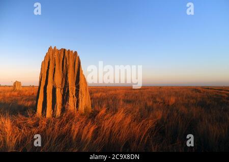 Termitenhügel im Morgengrauen, Nifold Plains, Lakefield National Park, Queensland, Australien Stockfoto