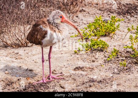 Juvenile American White Ibis, Eudocimus albus, Jagd (Graben) nach Nahrung in Schlammflatten von Küstenmarschen auf South Padre Island an der Texas Coast. Stockfoto