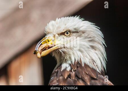 Verletzte Weißkopfadler, Haliaeetus leucocephalus, mit Prothese, um es zu essen - Wildlife Rehabilitation Center auf Vancouver Island. Stockfoto