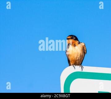 Rauchschwalbe Hirundo rustica, hocken, und das Putzen auf einem Pet-Bereich anmelden Parkplatz Rastplatz auf Idaho Scenic Highway 20, in der Nähe von Arco, Idaho. Stockfoto