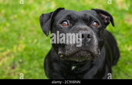 Ein freundlicher Staffordshire Bull Terrier Stockfoto