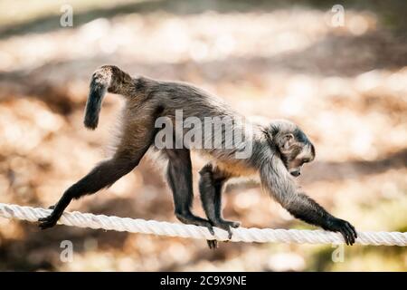Ein Kapuzineraffe, der in der Sonne an einem Seil läuft Stockfoto